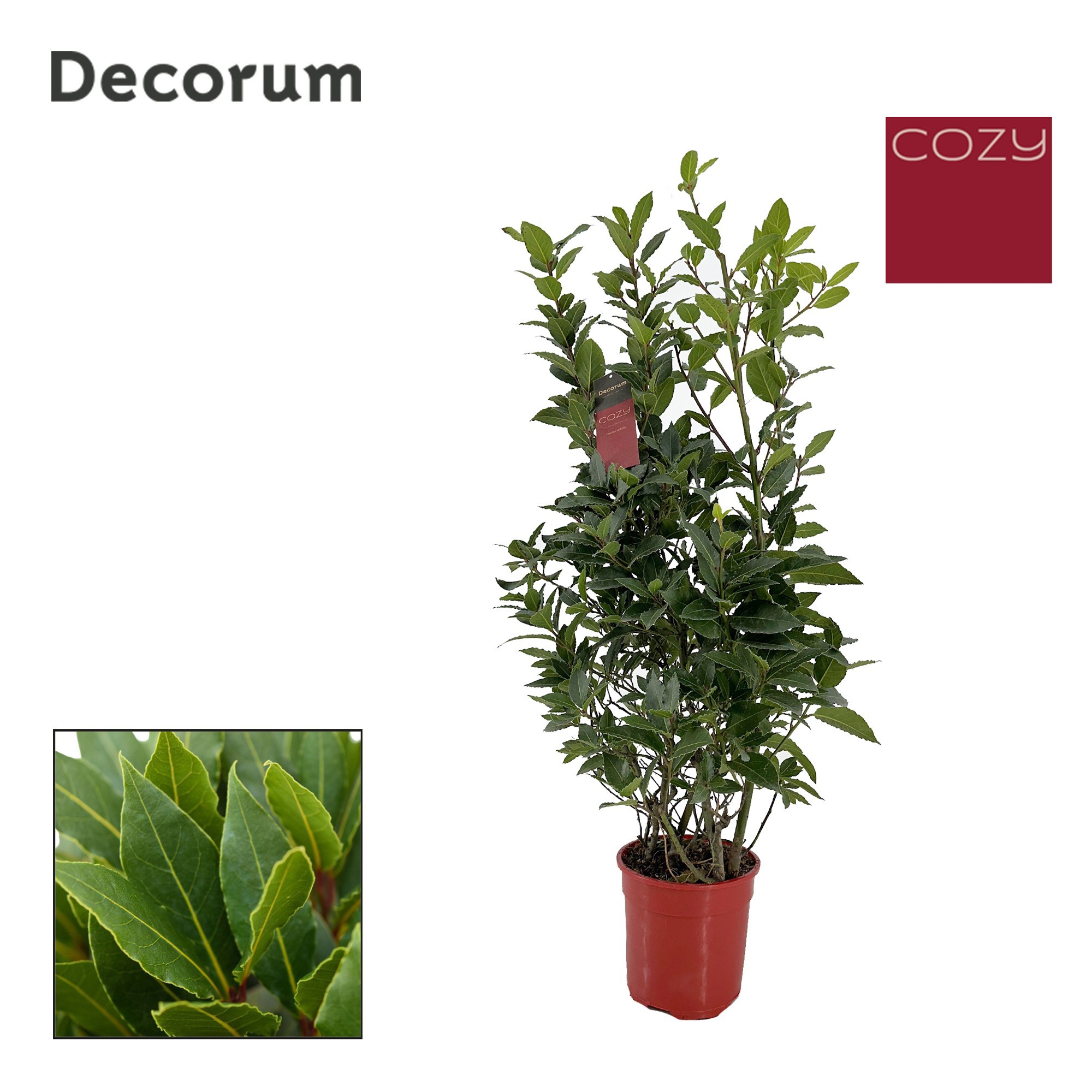 Laurus nobilis Struik, D 20