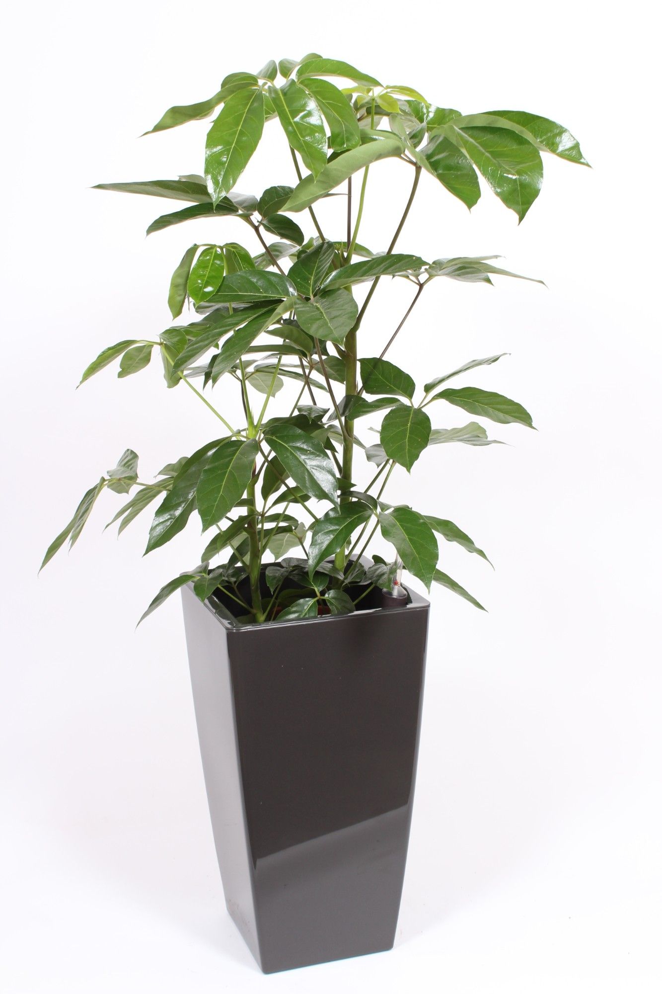 Schefflera Amate in Piza pot "antraciet", D 33