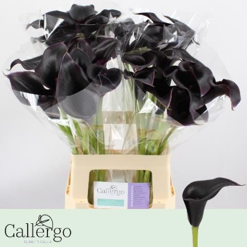 Калла Кантор 60, шт.