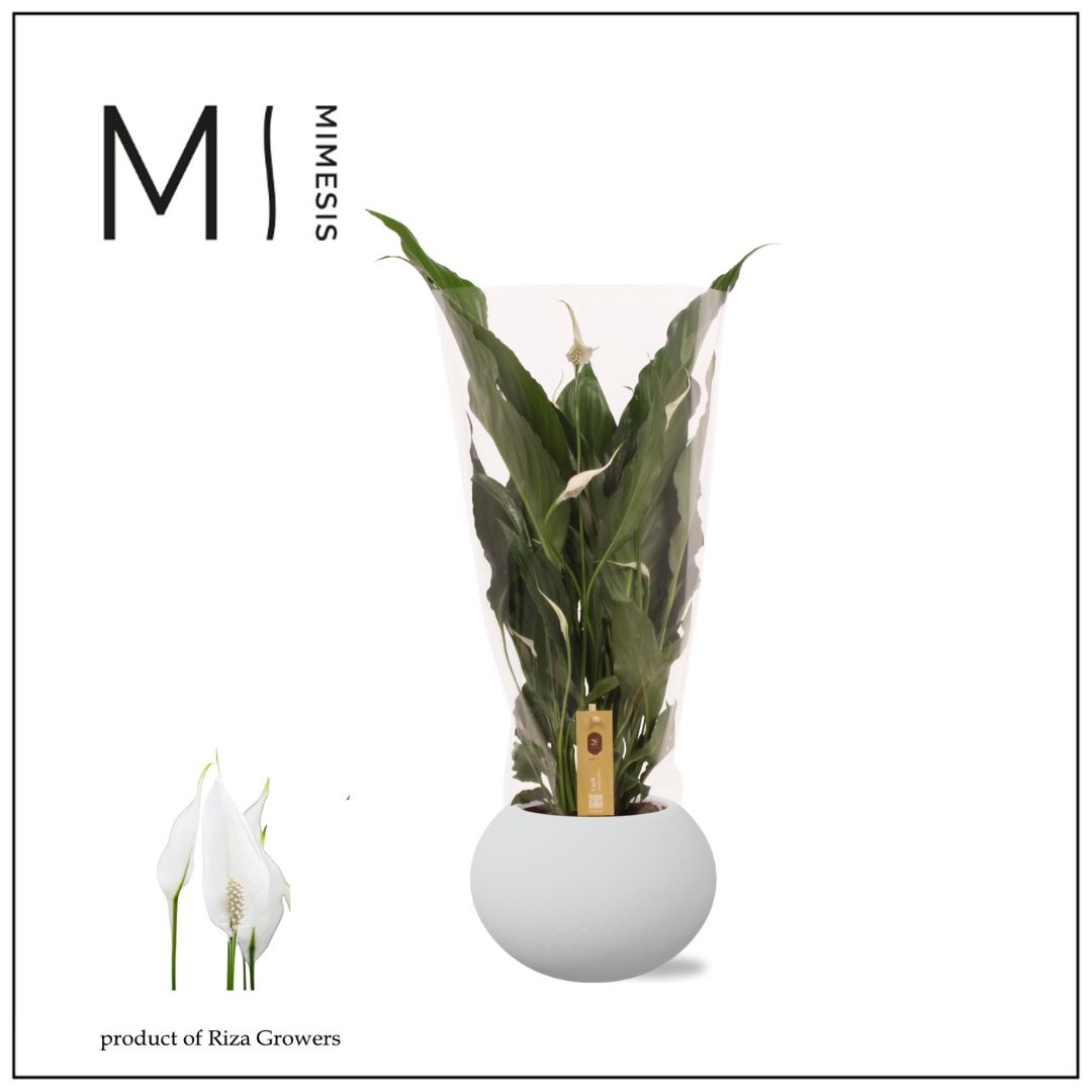 Mimesis Spathiphyllum Sweet Chico - 13cm in Bolpot | Mimesis, D 13