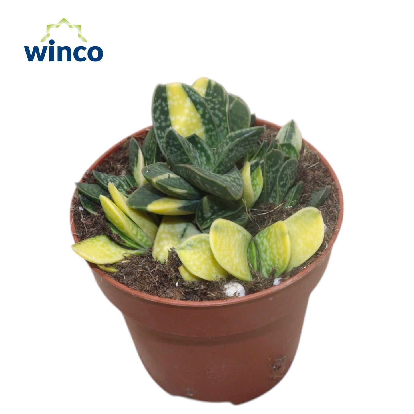 Gasteria Bicolor Variegata, D 8,5 cm