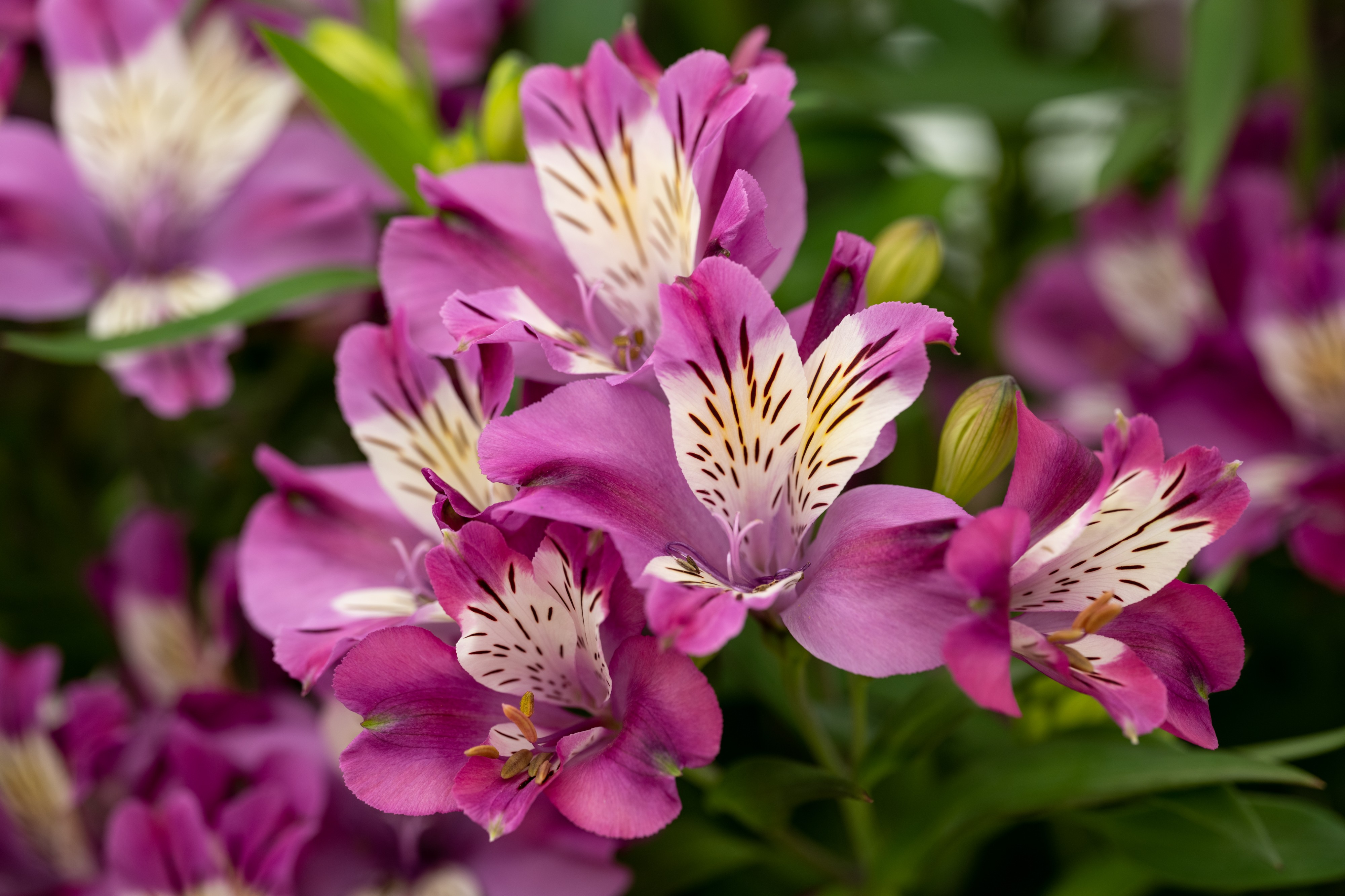 Alstroemeria Summer Paradise™ Summer Chic 'Home Grown', D 19