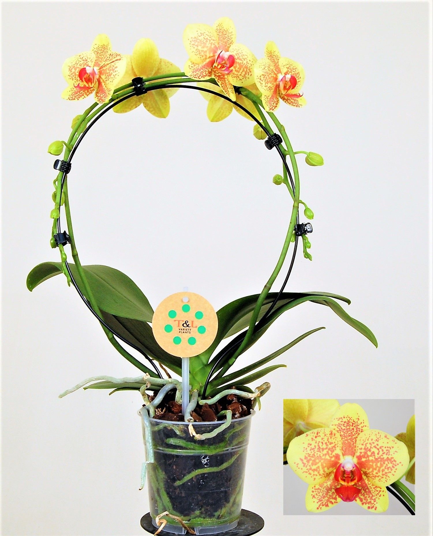 Pulsation Spiegelboog, D 12 cm