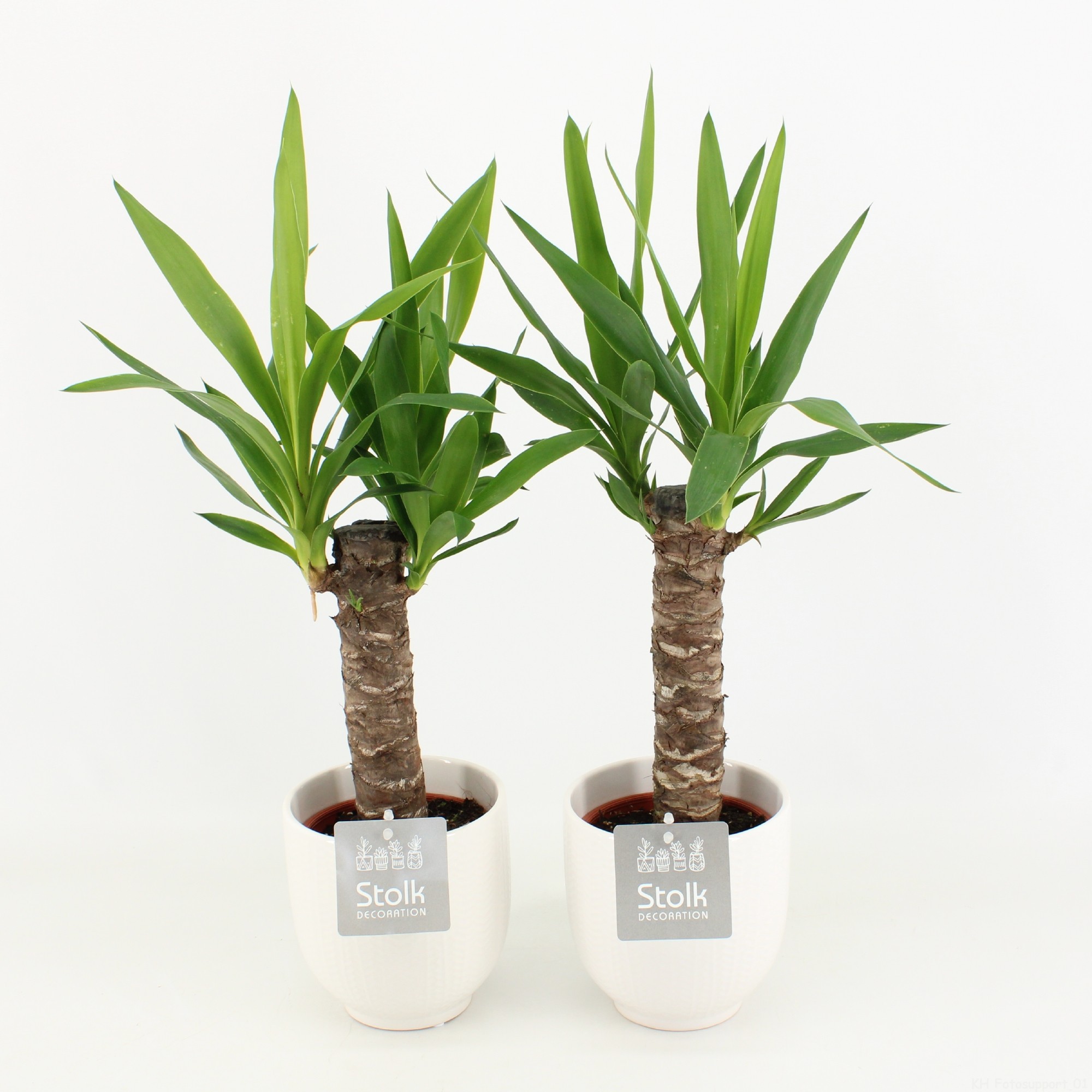 Yucca in Liv keramiek, D 13