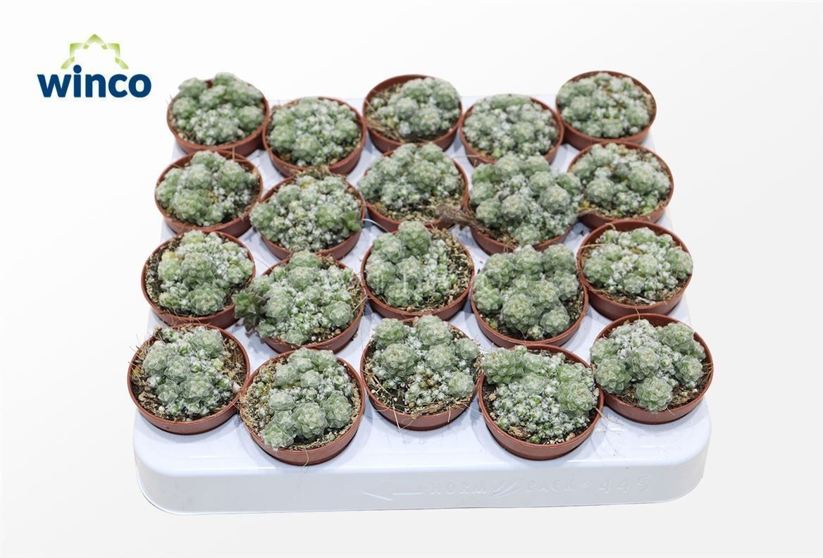 Anacampseros Retusa Filamentosa, D 5,5