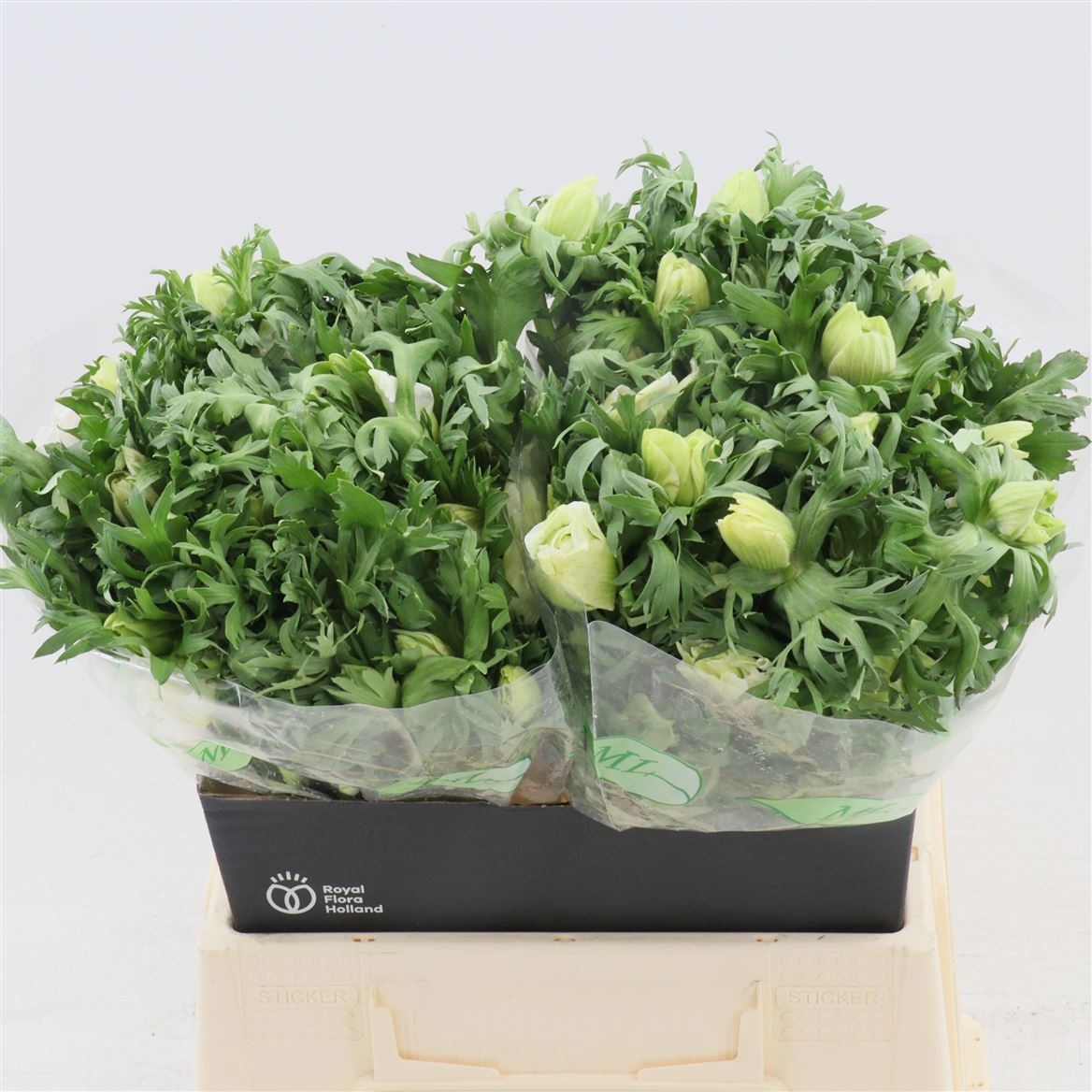 Анемон Галил Вайт 45 (бел.), шт.