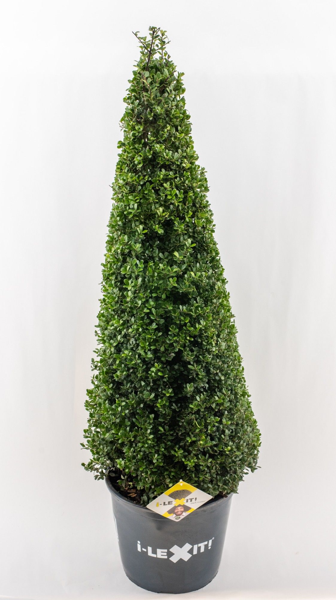 Ilex crenata Dark Green, P32, Kegel 90-100cm, D 32