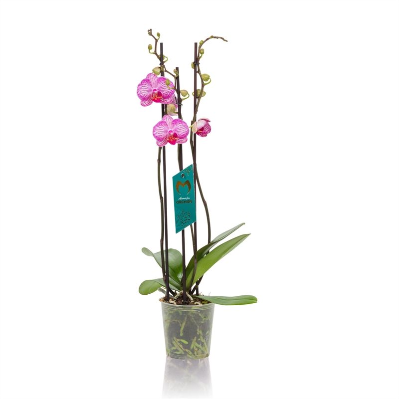 Phalaenopsis - 3T 20+ Roze, D 12