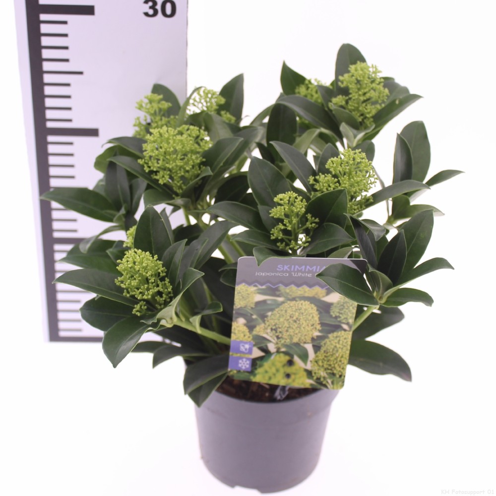 Skimmia jap. 'White Globe', D 13