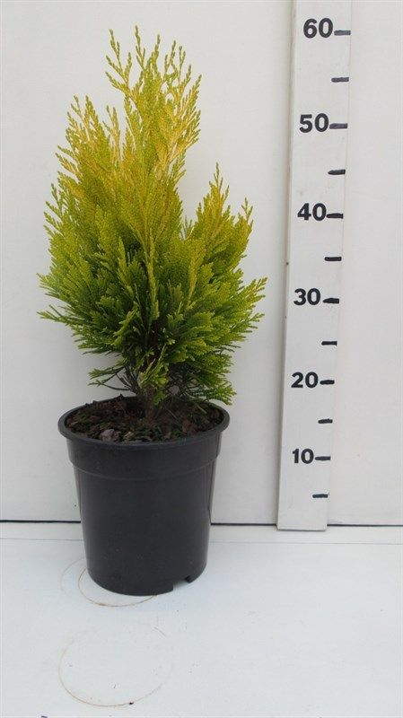 Thuja plicata '4ever Goldy', D 19 cm
