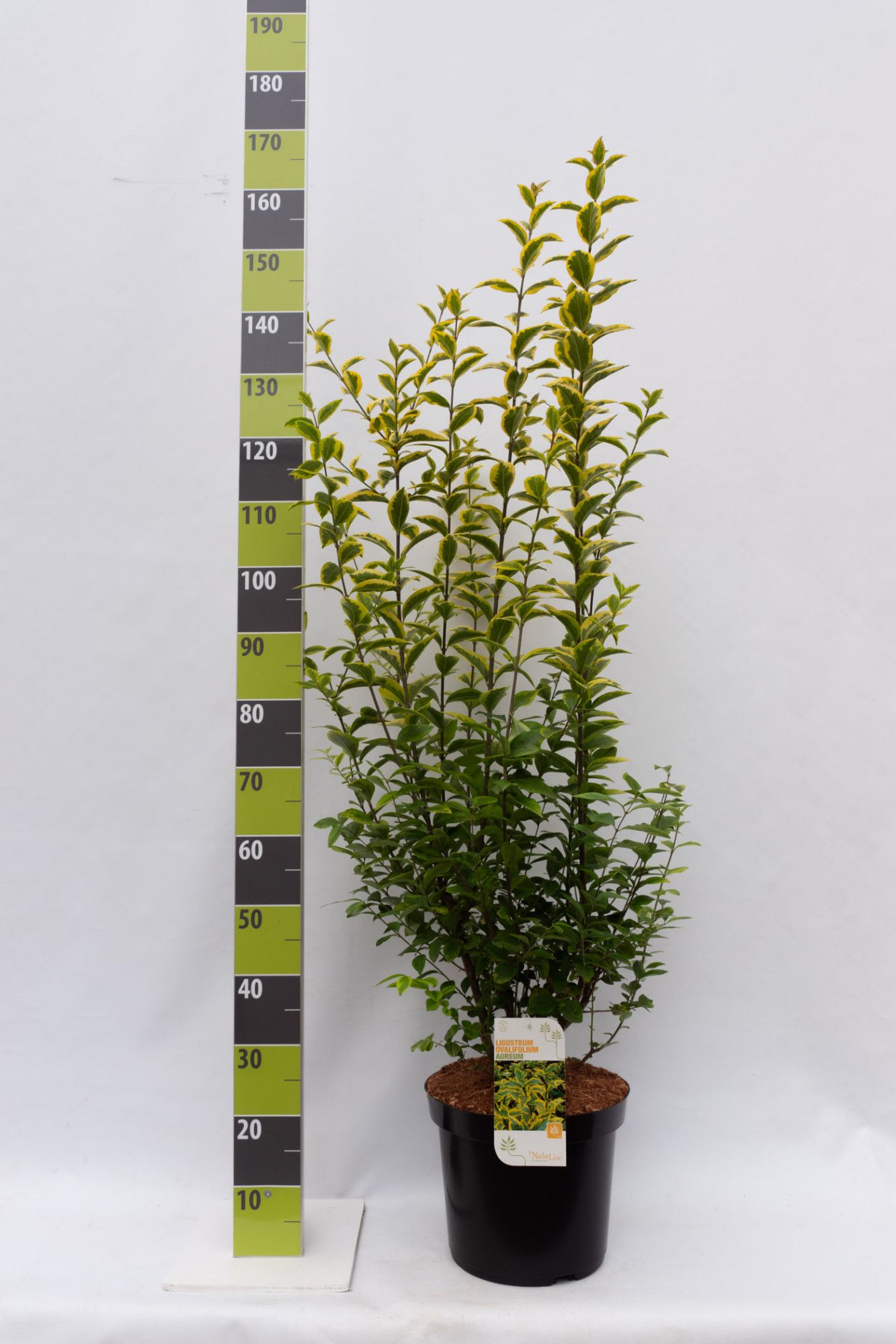 Ligustrum ovalifolium 'Aureum' C 12, D 30