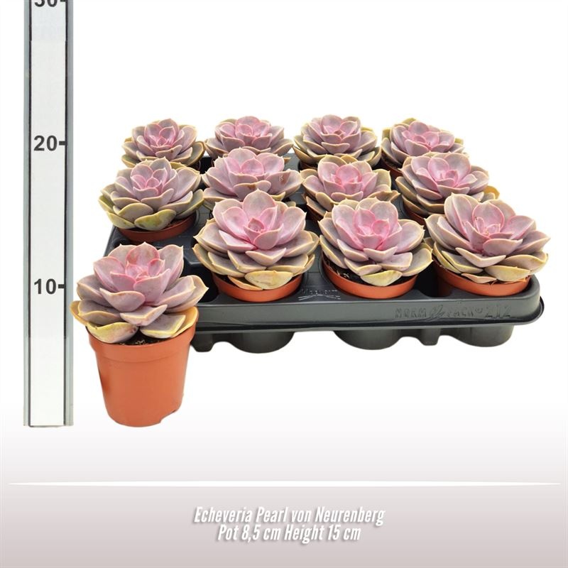 Echeveria Pearl von Neurenberg, D 8,5