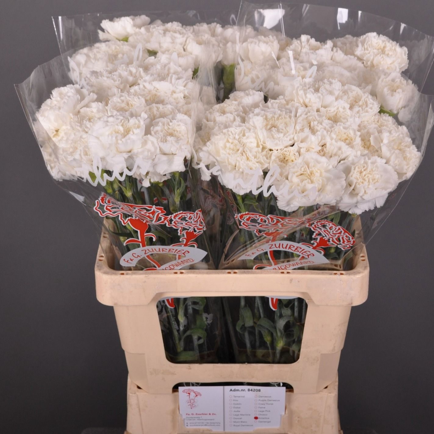 Диантус од. Антарктика, шт.