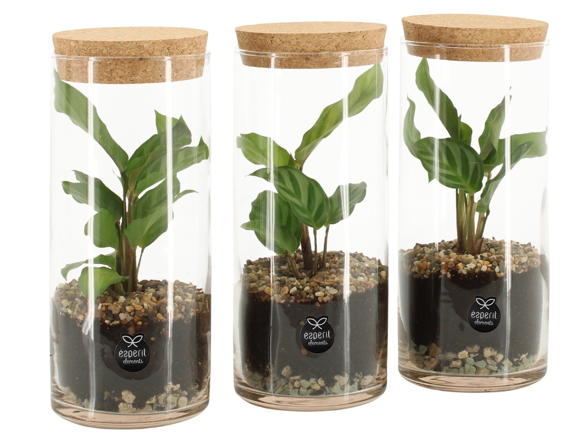 90412: Terrarium arrangement, D 9