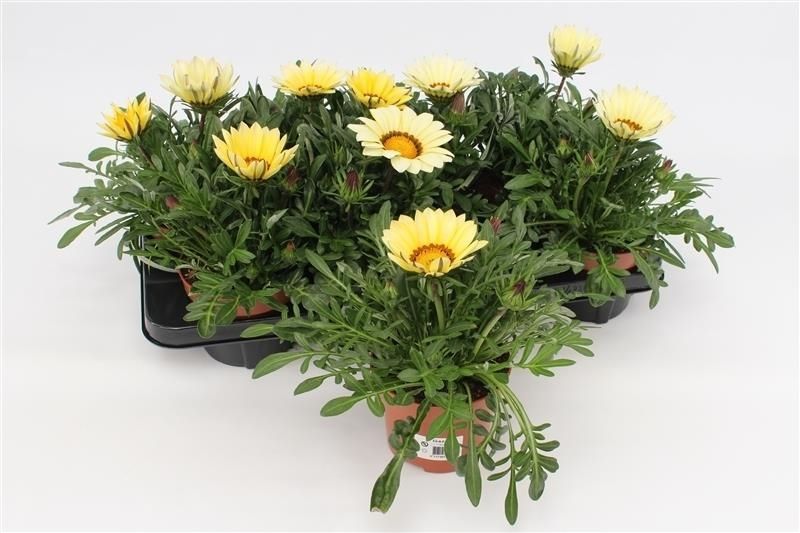 Gazania Big Kiss White, D 13