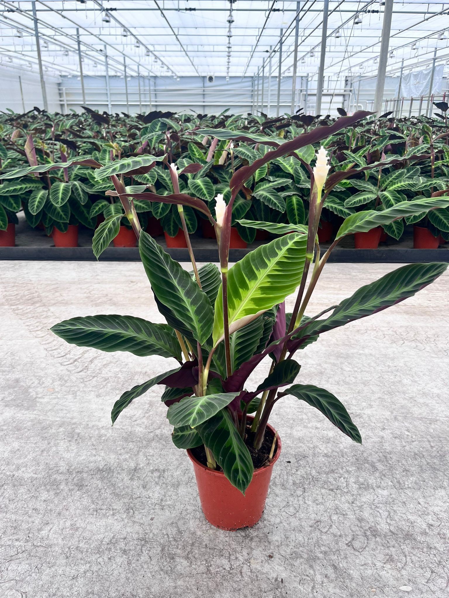 Calathea Warsewiczii +bloem, D 19