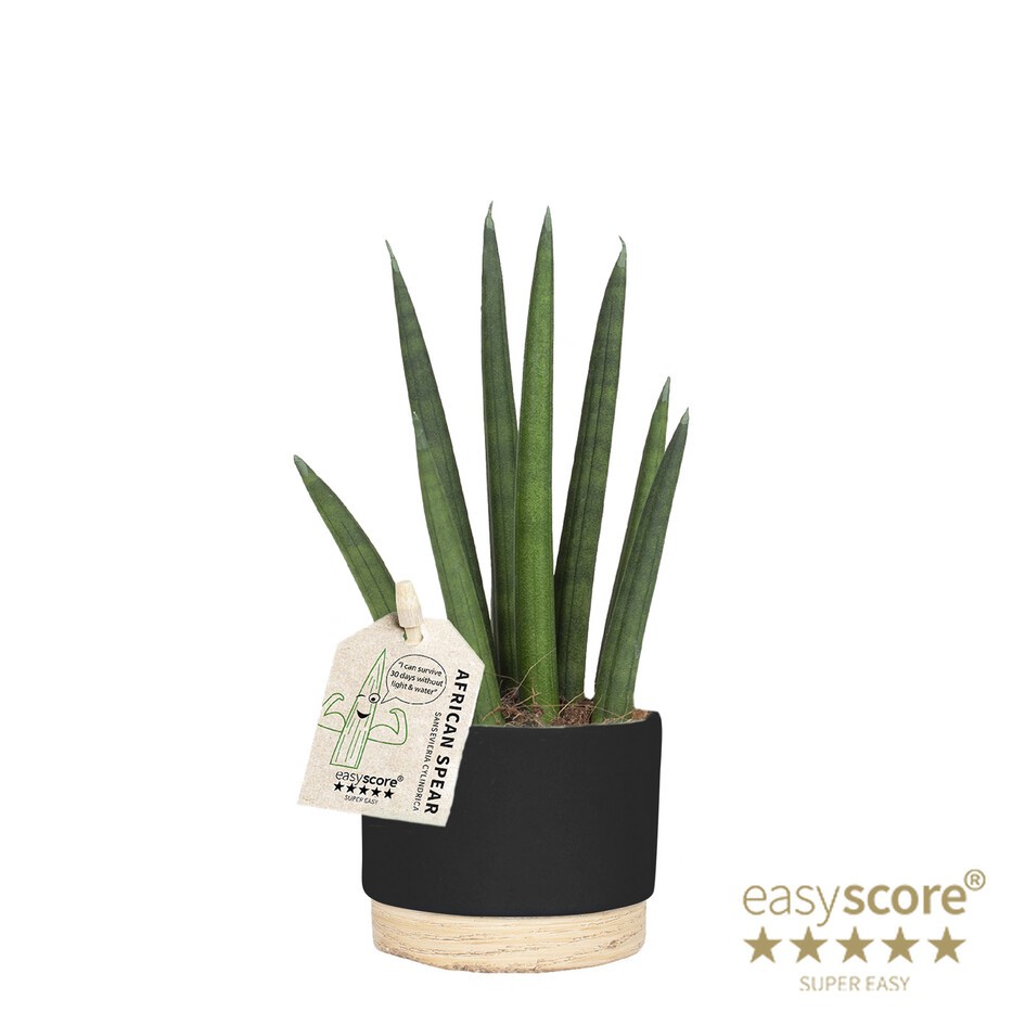 Woodbase Liquorice, Sansevieria 'Rocket', D 7 cm