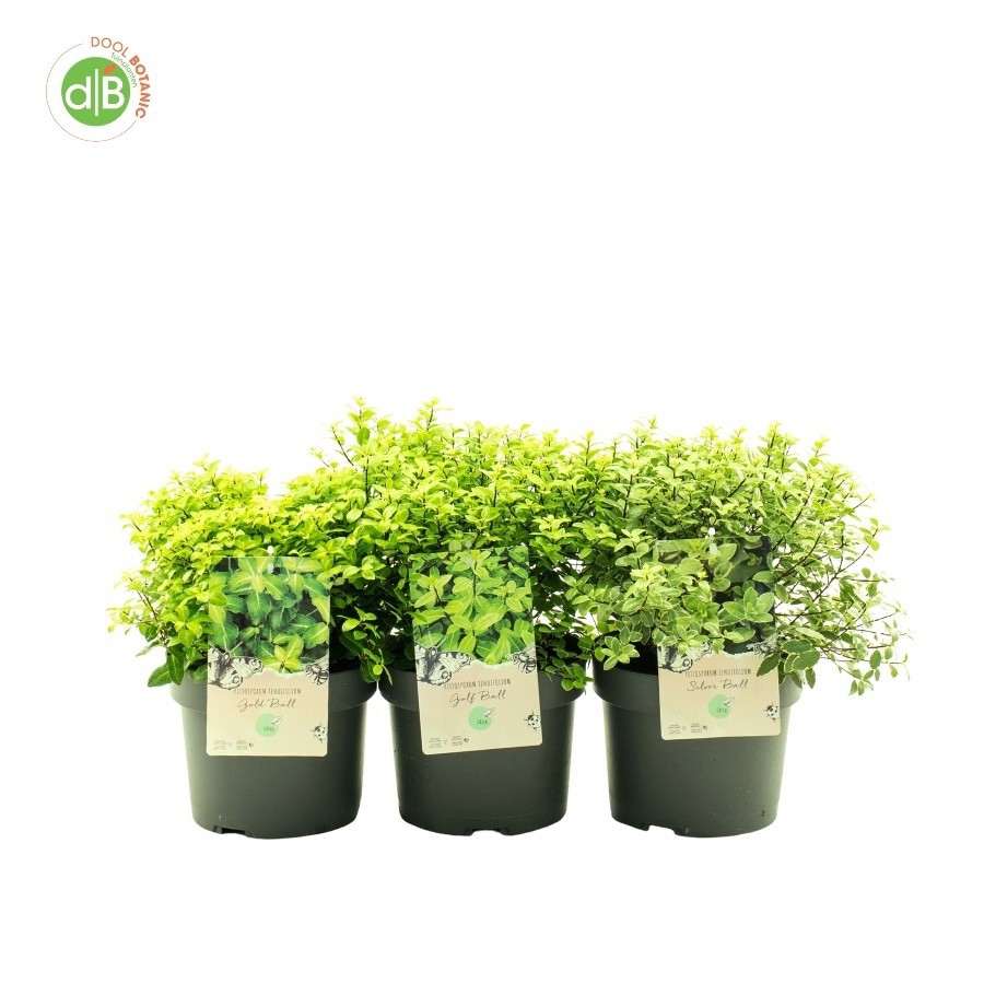 Pittosporum ten. 'mix', D 19