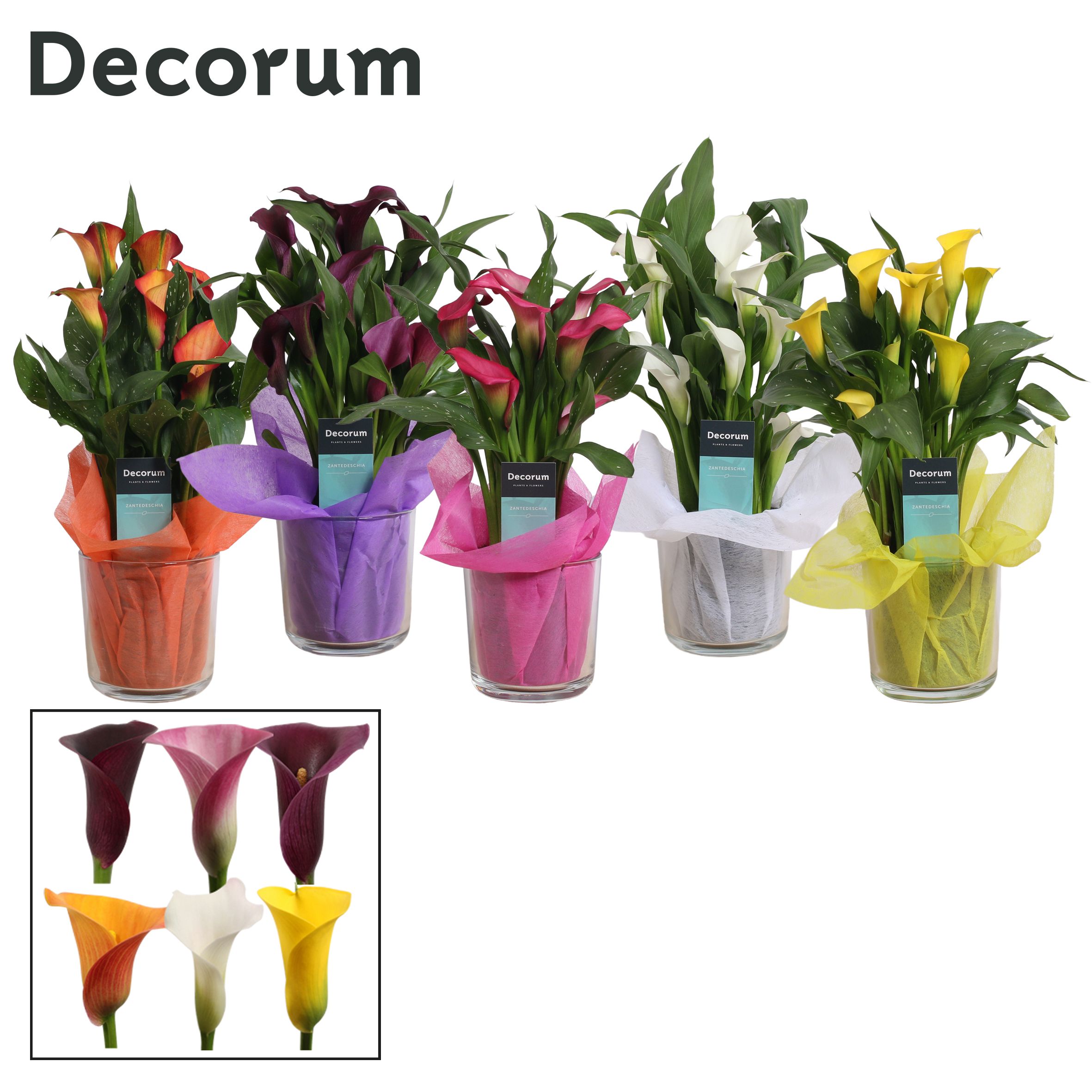 Zantedeschia (Calla) Mix in Claudia Glas (Decorum), D 12