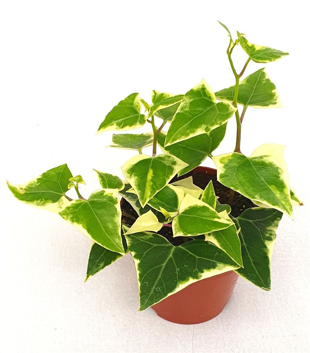 Senecio macroglossus Variegata, D 9 cm