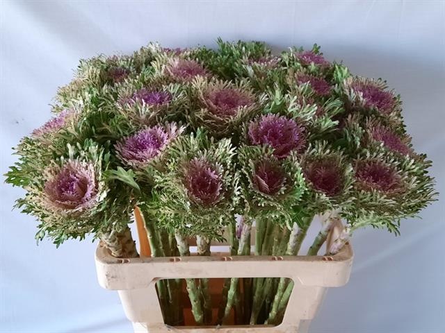 Брассика Крэйн Кинг 60, шт.