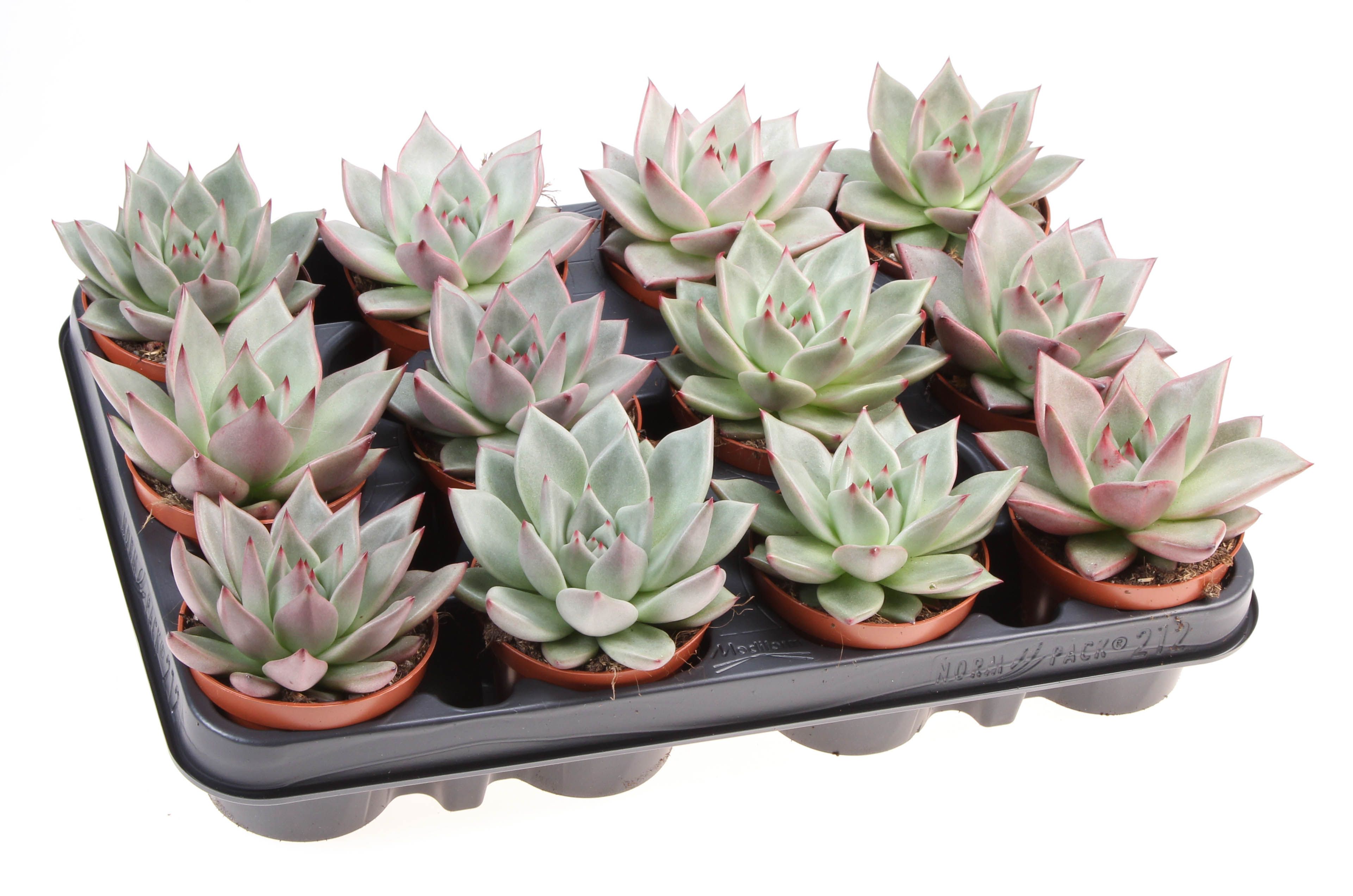 Echeveria sirius, D 8,5