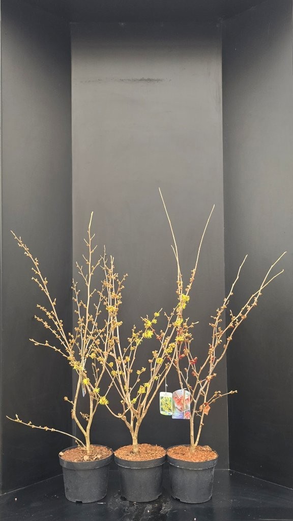 Hamamelis intermedia in soorten, D 29