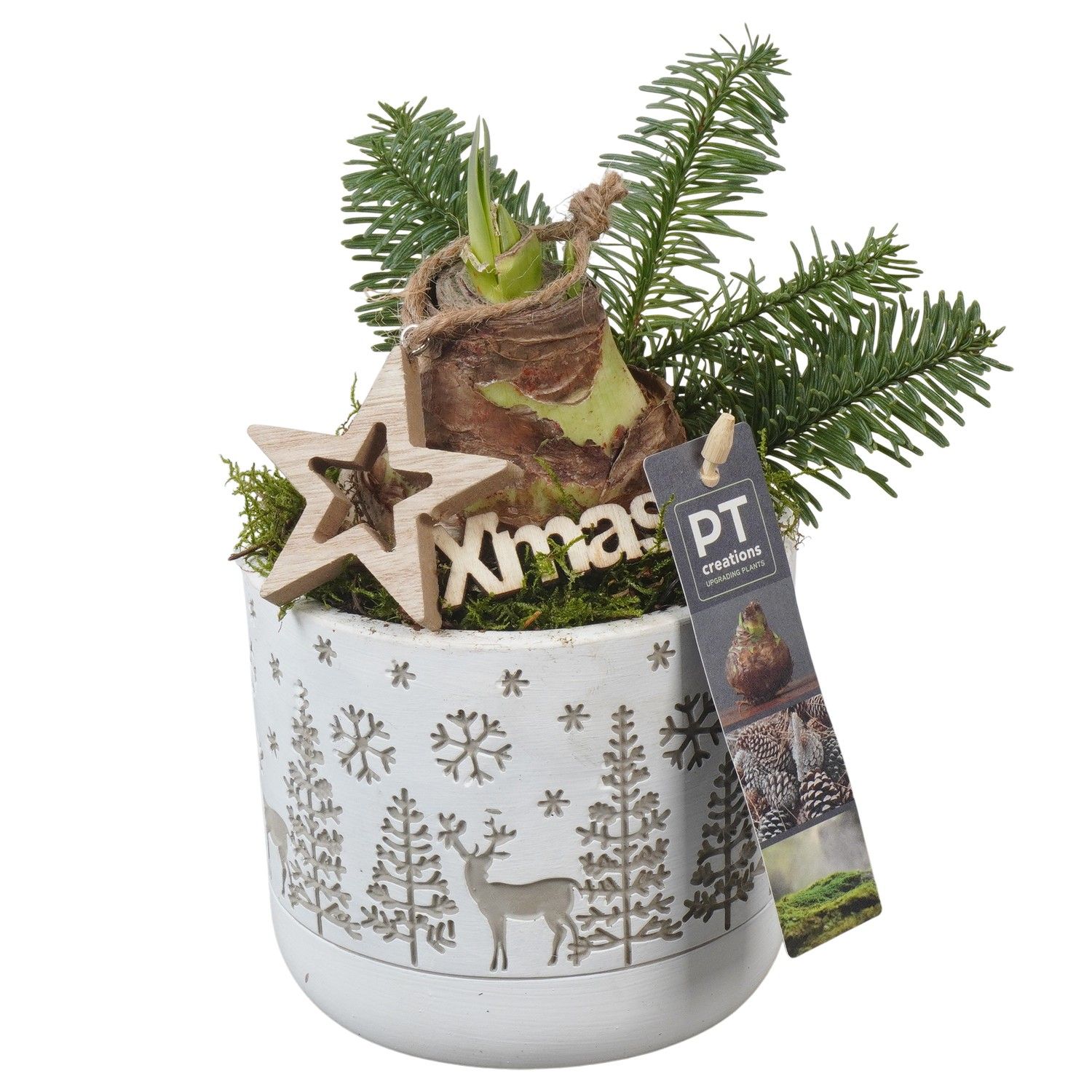 PTACH5844 Arrangement Amaryllis Christmas in beton pot, D 12 cm PTACH5844 Arrangement Amaryllis Christmas in beton pot, D 12 cm