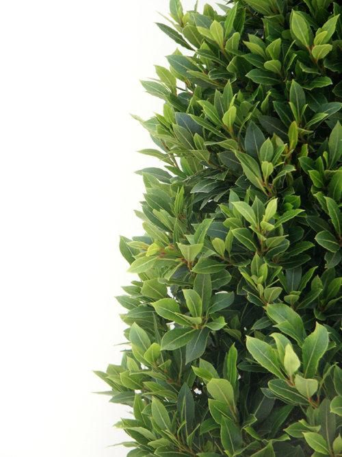 Laurus nobilis Pyramide - Vlaamse Laurier Europees Erkend, D 27