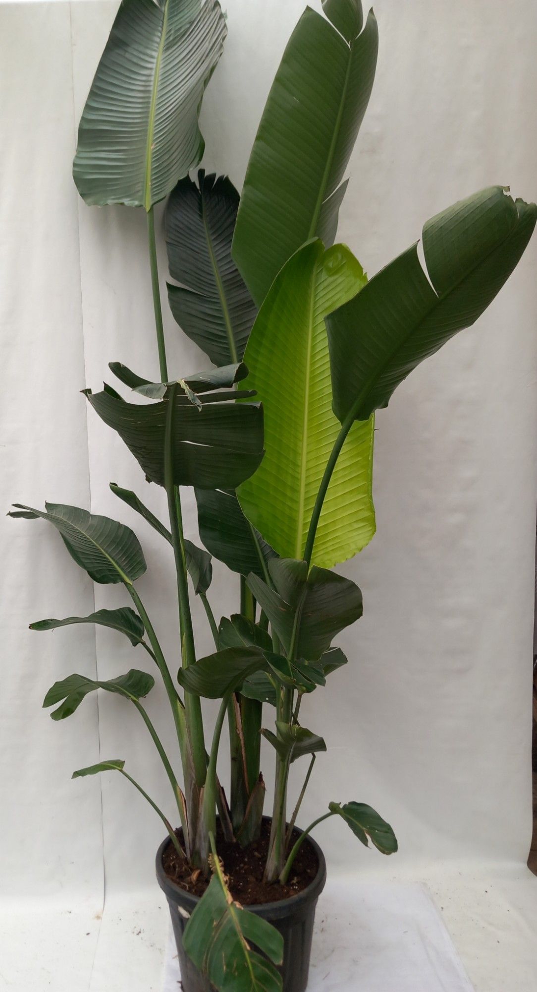 strelitzia nicolae, D 38