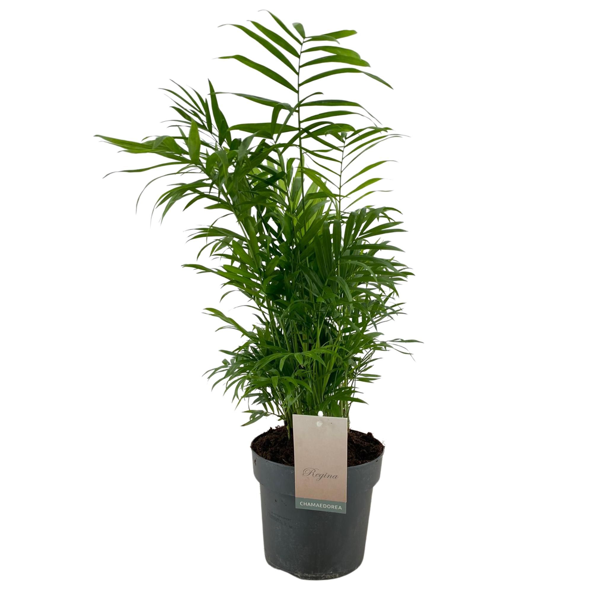 Chamaedorea Elegans p17, D 17