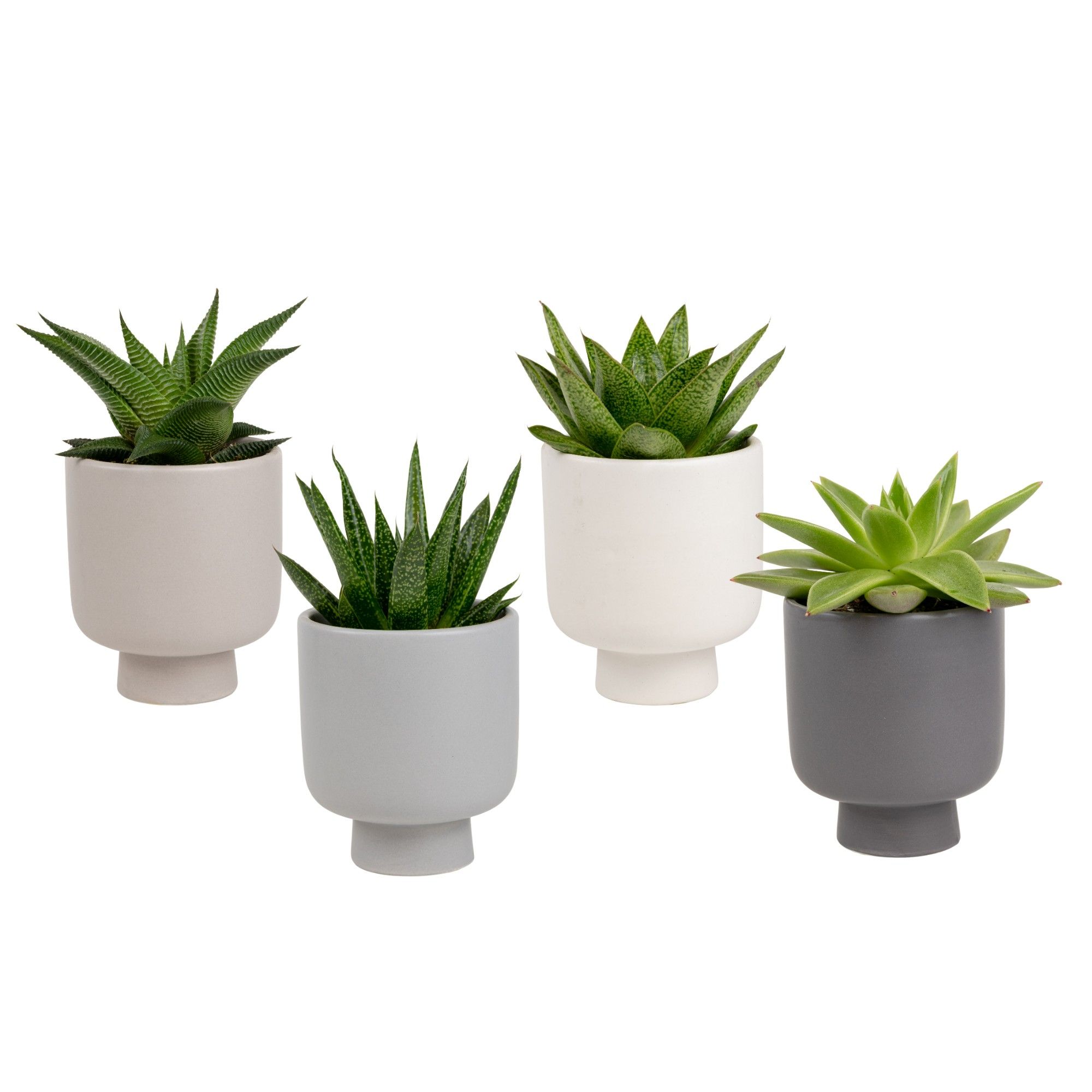 Modest Cova with Succulent mix, D 6