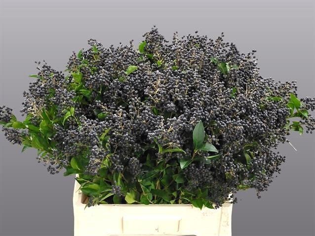 Лигуструм Либель 60, шт.