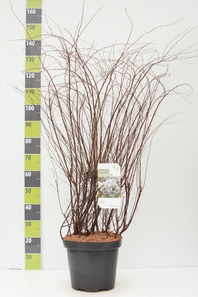 Spiraea cinerea 'Grefsheim' C 12, D 30