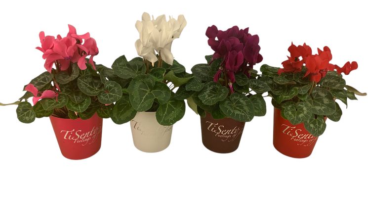 Cyclaam 12 cm mix - TiSento Smartcup, D 12 cm