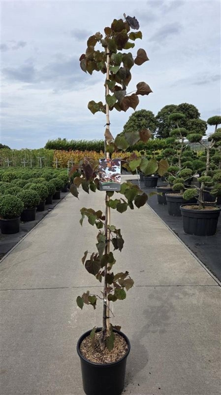 Cercis can. 'Ruby Falls', D 40