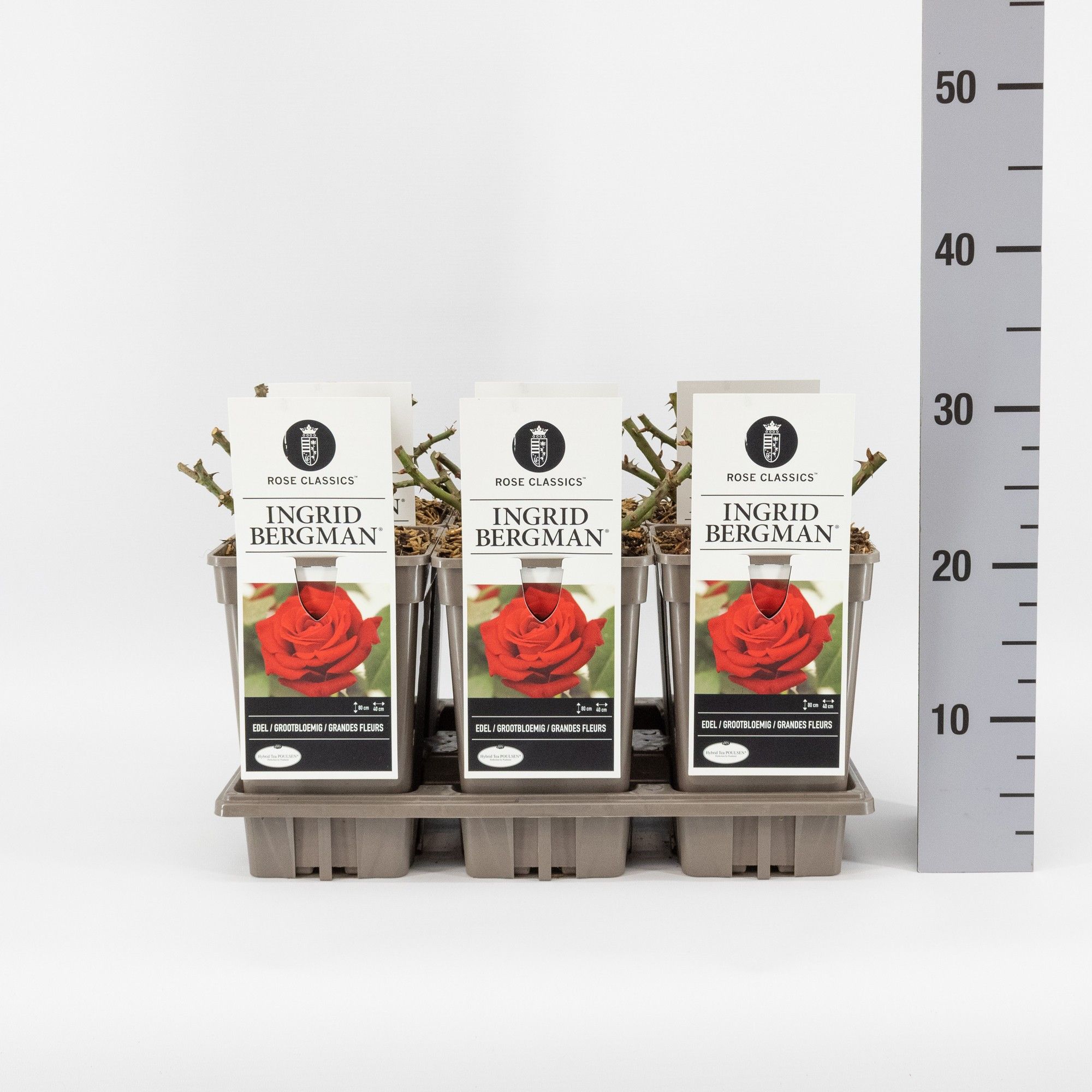 Rosa (TH) Ingrid Bergman ®, C3, D 17 cm