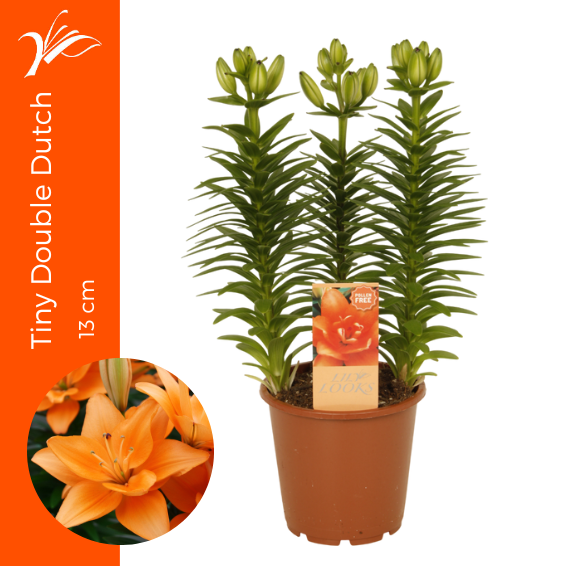 Lilium Tiny Double Dutch 13 cm (az. lelie), D 13 cm Lilium Tiny Double Dutch 13 cm (az. lelie), D 13 cm