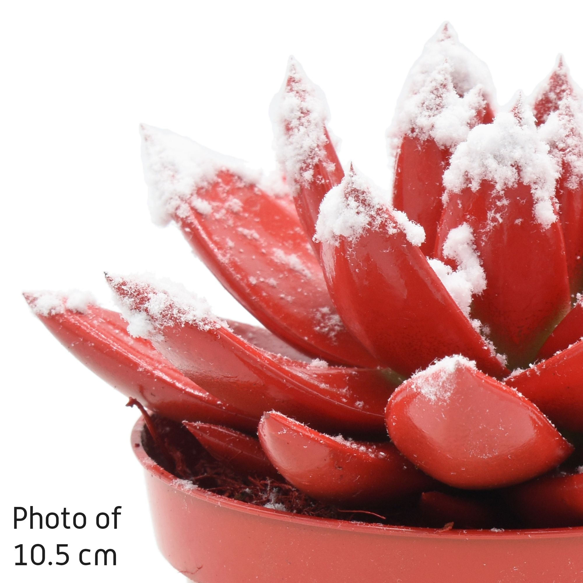 Miranda coloured tomato red + snow, D 6