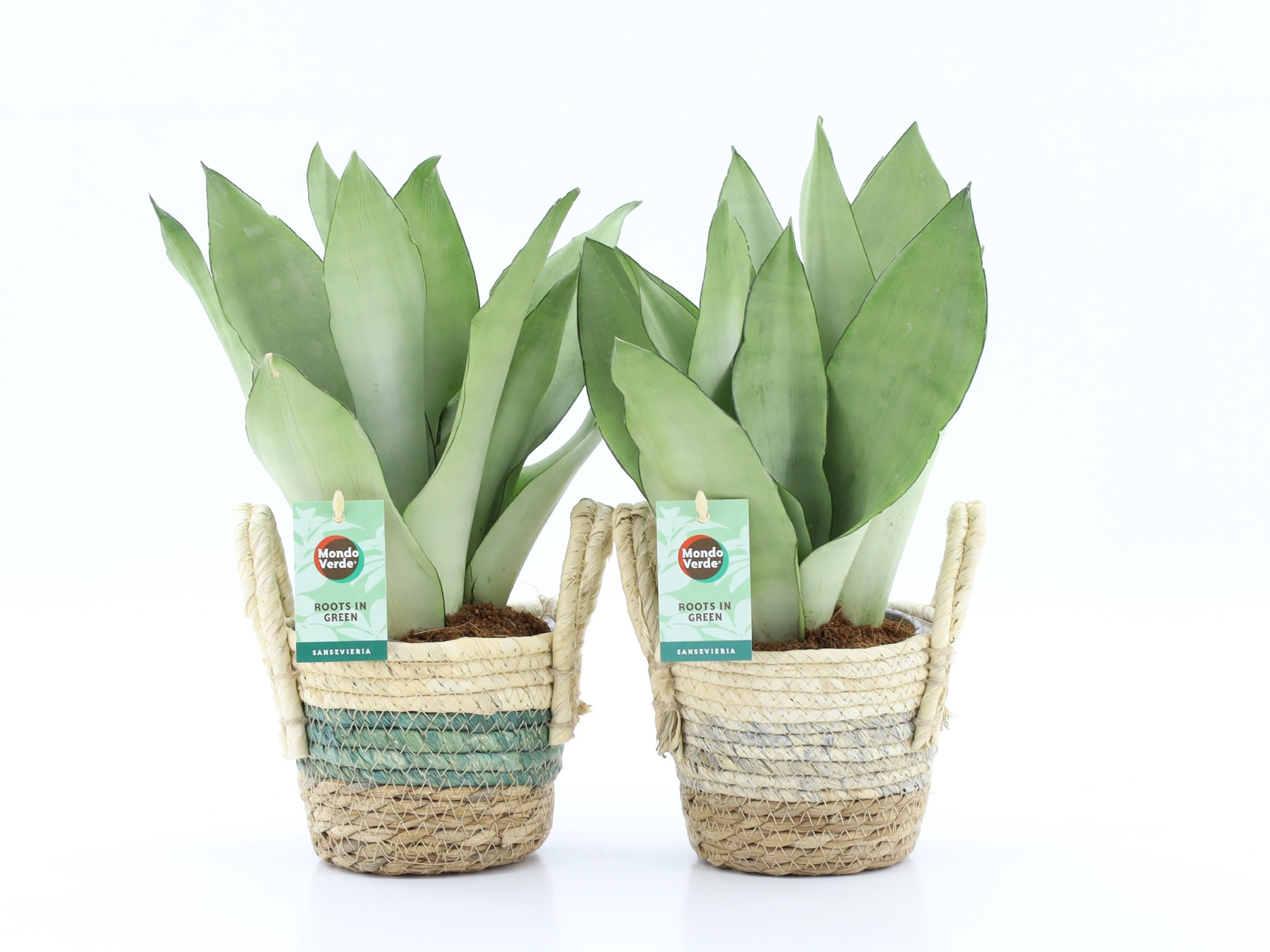 Sansevieria Moonshine in Noah Stripe, D 14