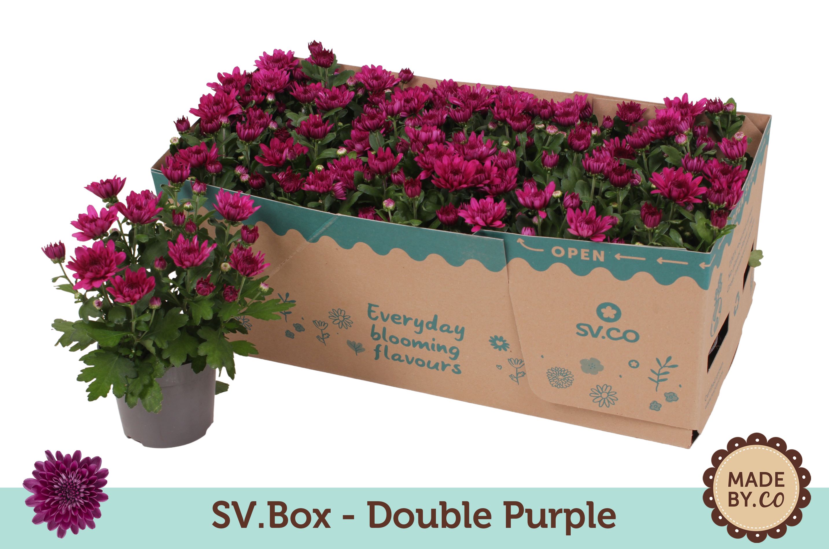 Chrysant Double Purple in SV.Box, D 12