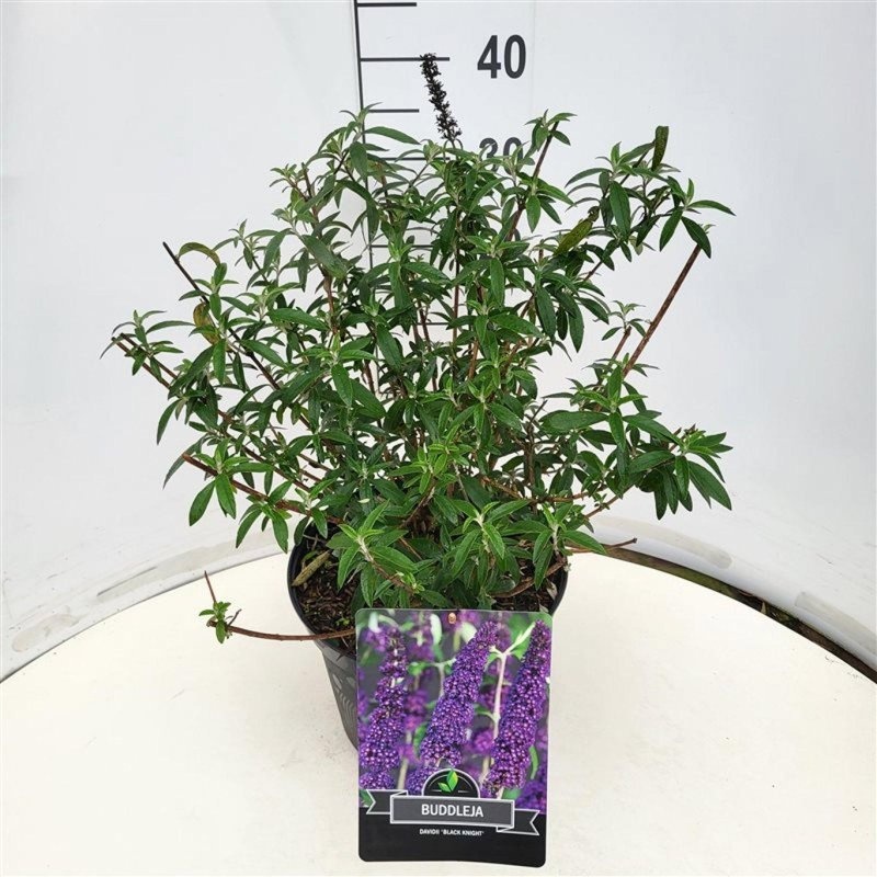 Buddleja d. 'Black Knight', D 29