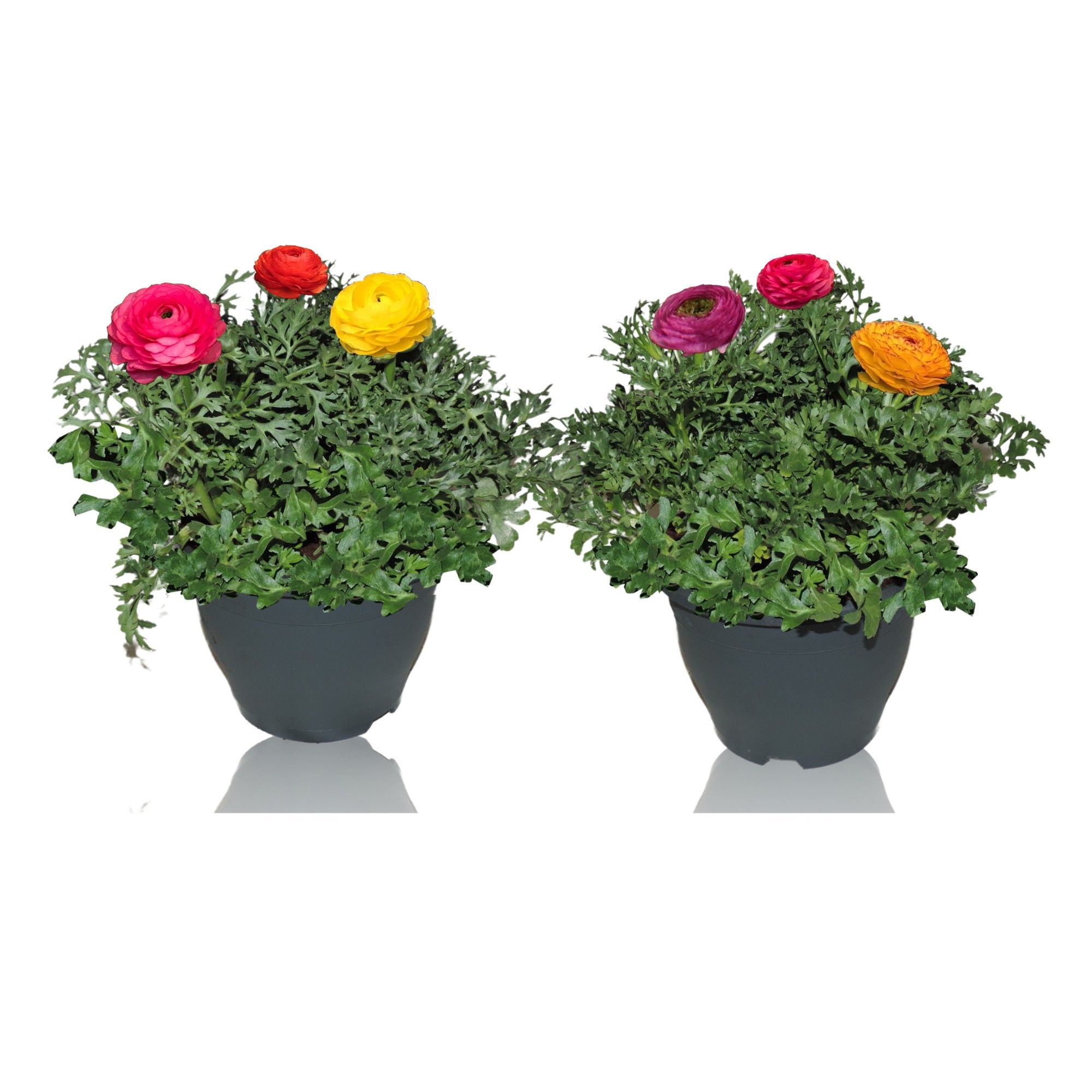 Ranunculus Sprinkles Patiopot 19 cm Carnaval, D 19