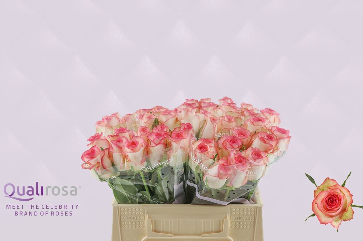 Роза од. Джумилия 35, шт.