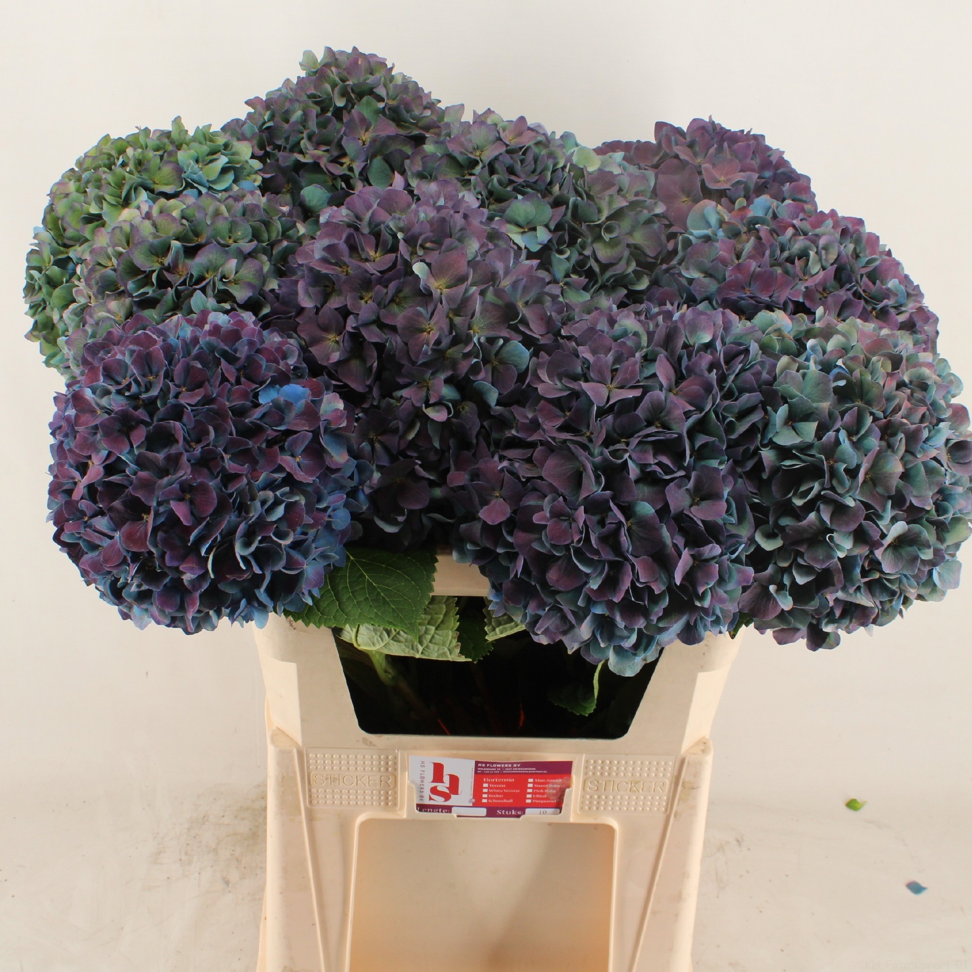 Гортензия Пимпернел Классик 80, шт.