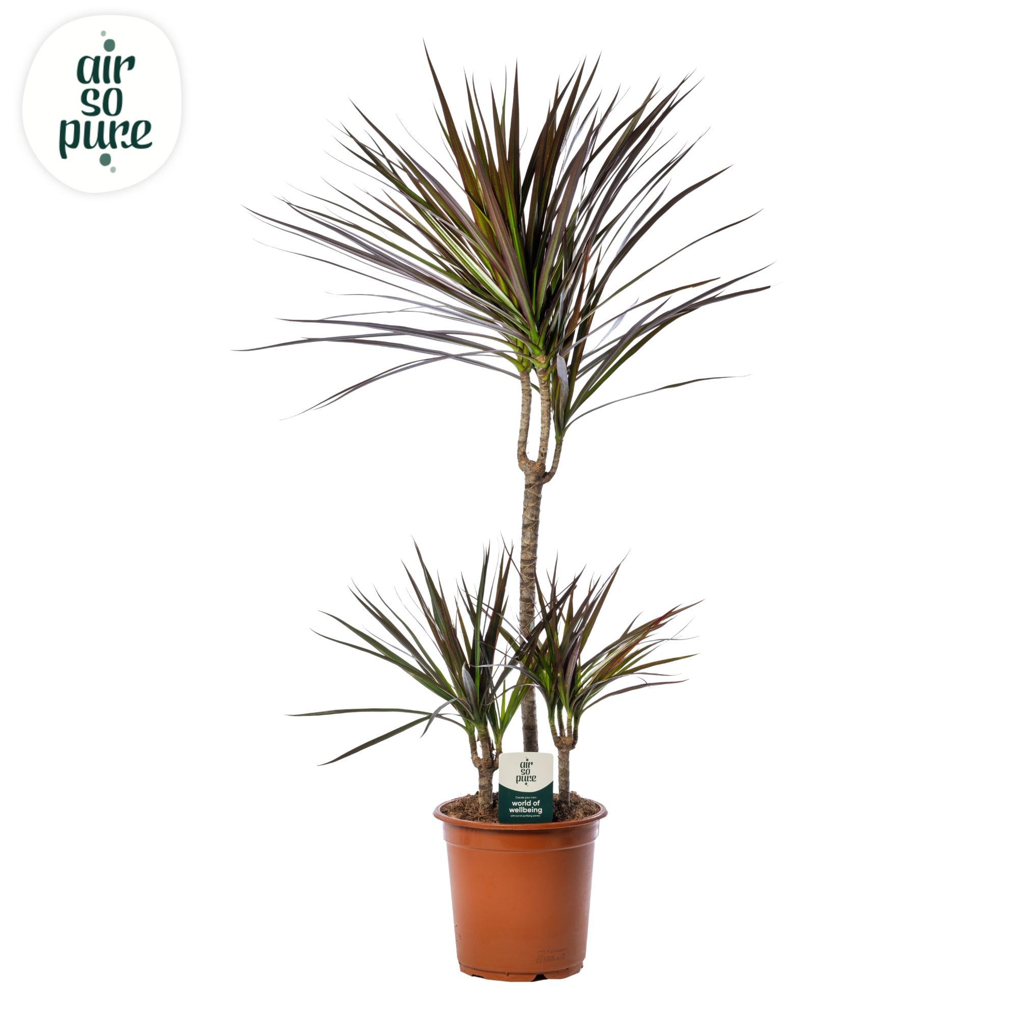 Dracaena Magenta p21 45+15+10 (Air So Pure), D 21