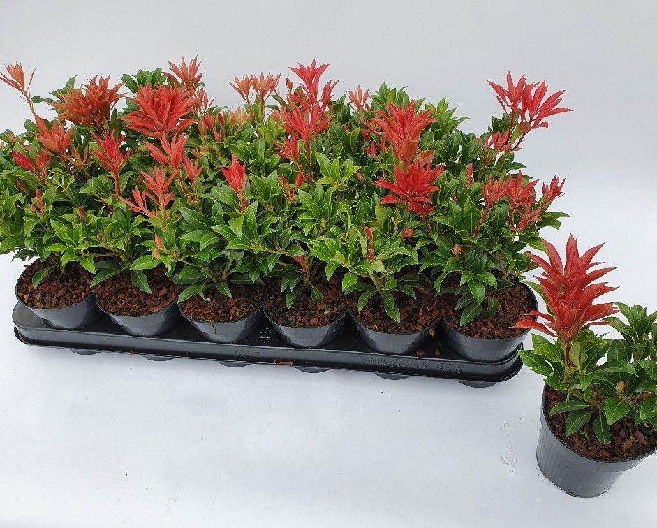 Pieris jap. Mountain Fire, D 9