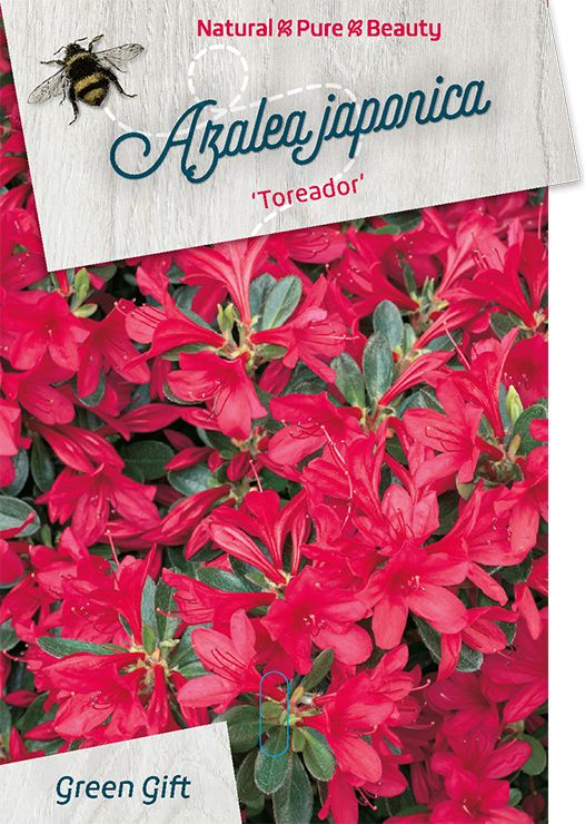 Rhodo. (AJ) 'Toreador' pink, D 45