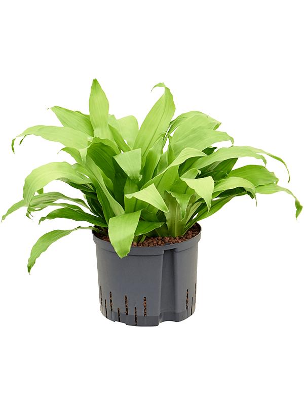 Dracaena fragrans 'Limelight', D 25