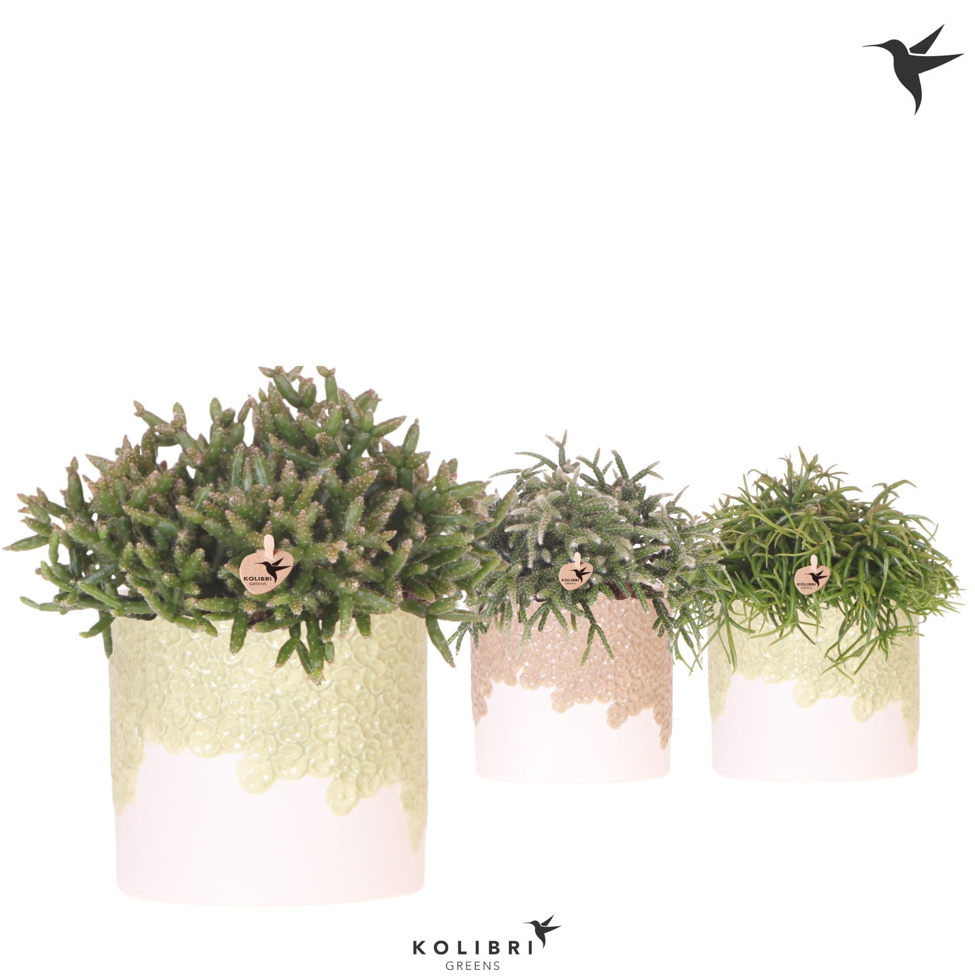 Kolibri Greens Rhipsalis mix in Bloom pot sand mix, D 12